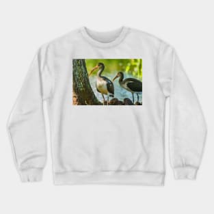 American white ibis in Gatorland Crewneck Sweatshirt